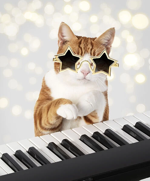 13131479. Cat star sunglasses on sitting at a piano  /  keyboard, paws on keys Date