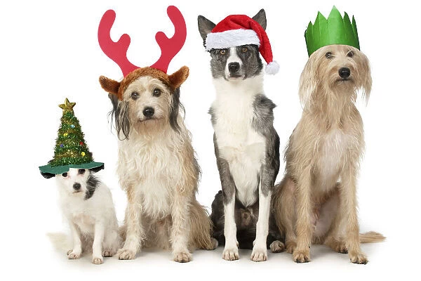 13131481. DOGS. four dogs sitting together cross breeds wearing Christmas hats Date
