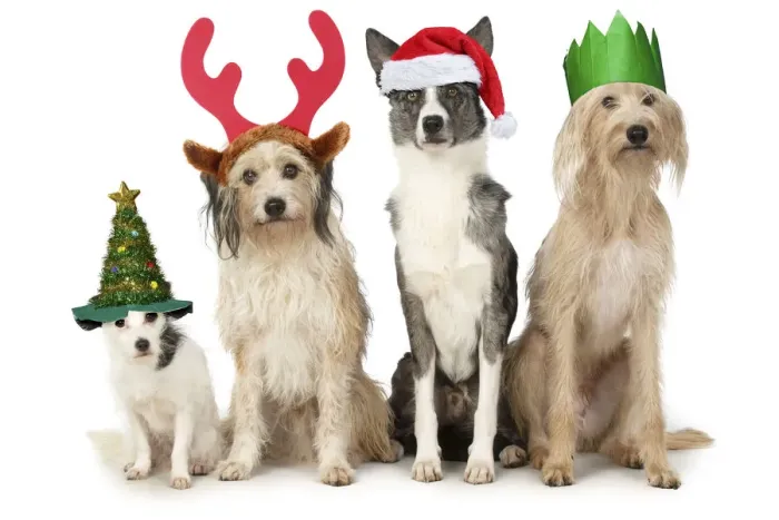 Framed Print : 13131481. DOGS. four dogs sitting together cross breeds wearing Christmas hats Date Framed Print : 13131481. DOGS. four dogs sitting together cross breeds wearing Christmas hats Date