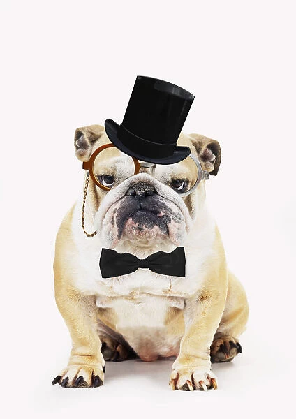 13131484. Bulldog, wearing top hat monocle and bow tie glasses Date