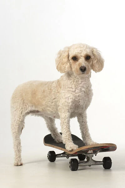 13131487. DOG. Cockerpoo on a scateboard, studio Date