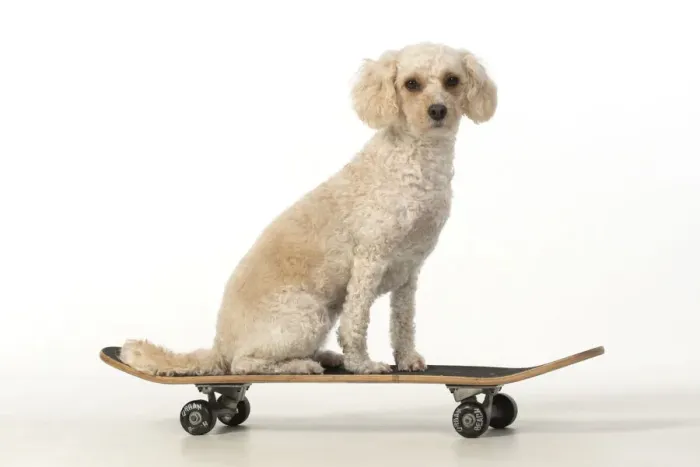 Framed Print : 13131488. DOG. Cockerpoo on a scateboard, studio Date Framed Print : 13131488. DOG. Cockerpoo on a scateboard, studio Date