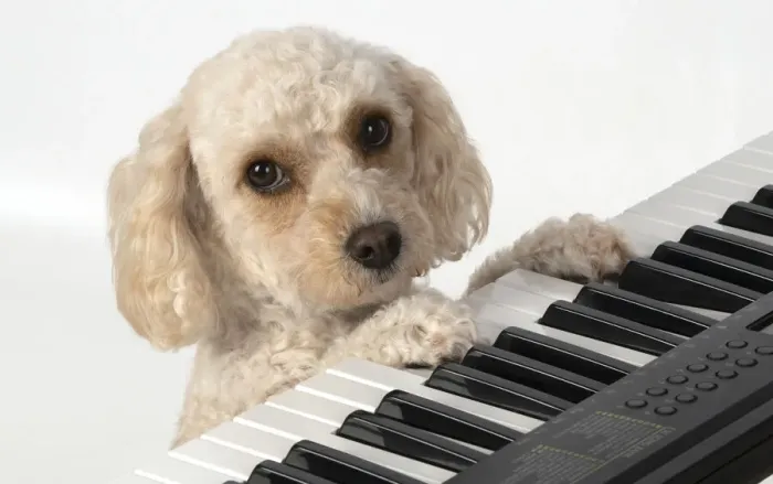Framed Print : 13131489. DOG. Cockerpoo, paws on a keyboard, sad eyes, studio Date Framed Print : 13131489. DOG. Cockerpoo, paws on a keyboard, sad eyes, studio Date