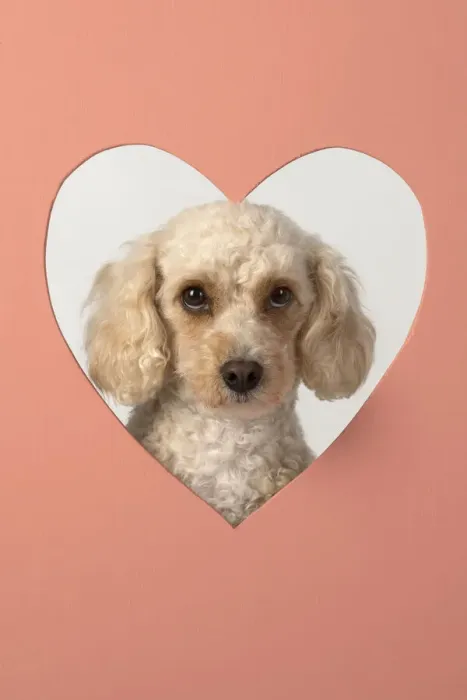 Framed Print : 13131492. DOG. Cockerpoo with head through heart shape hole, studio Date Framed Print : 13131492. DOG. Cockerpoo with head through heart shape hole, studio Date