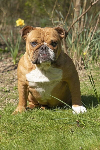 13131499. DOG. Bulldog, sitting looking at camera, w / a lens, face expressions Date