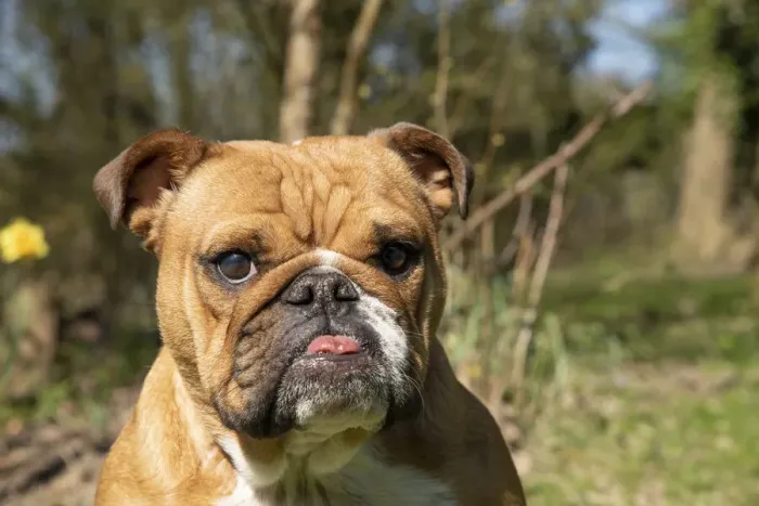 Framed Print : 13131500. DOG. Bulldog, sitting looking at camera, w / a lens, face expressions Date Framed Print : 13131500. DOG. Bulldog, sitting looking at camera, w / a lens, face expressions Date