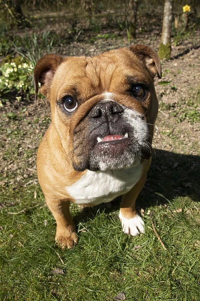13131502. DOG. Bulldog, sitting looking at camera, w / a lens, face expressions Date