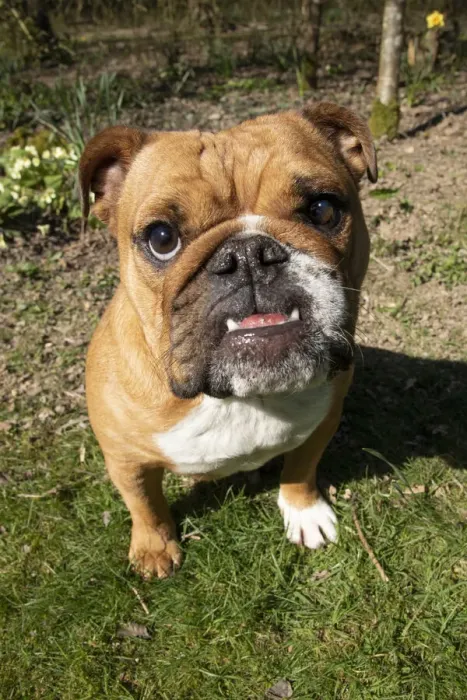 Framed Print : 13131502. DOG. Bulldog, sitting looking at camera, w / a lens, face expressions Date Framed Print : 13131502. DOG. Bulldog, sitting looking at camera, w / a lens, face expressions Date
