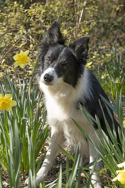 13131503. DOG. Border Collie dog sitting with daffodils, spring garden Date