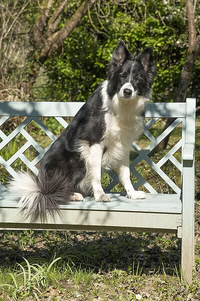 13131504. DOG. Border Collie dog sitting on a garden bench spring garden Date