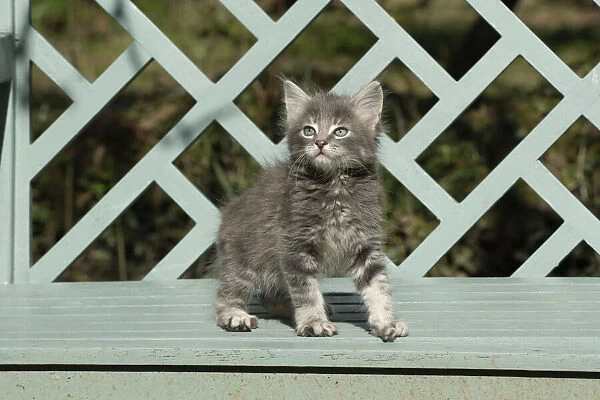 13131507. CAT. grey  /  silver tabby kitten, 7 weeks old, on a garden bench Date