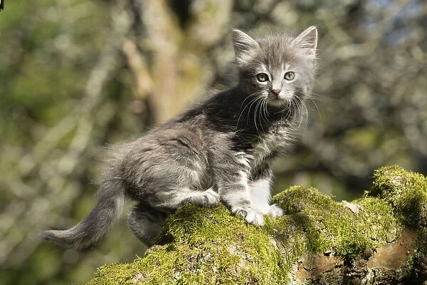 13131508. CAT. grey  /  silver tabby kitten, 7 weeks old, on a mossy branch up a tree Date