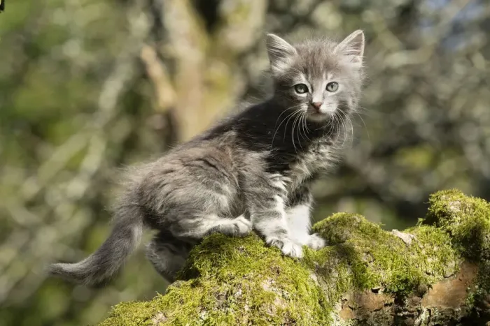 Framed Print : 13131508. CAT. grey / silver tabby kitten, 7 weeks old, on a mossy branch up a tree Date Framed Print : 13131508. CAT. grey / silver tabby kitten, 7 weeks old, on a mossy branch up a tree Date
