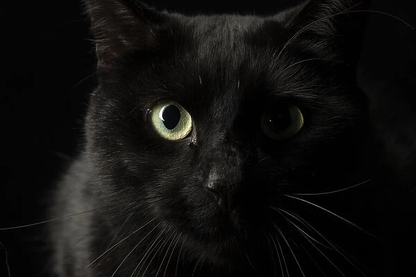 13131512. CAT. black cats face with moon shaped highlight in eye, studio Date
