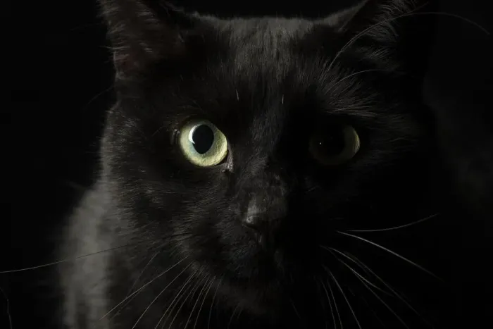 Framed Print : 13131512. CAT. black cats face with moon shaped highlight in eye, studio Date Framed Print : 13131512. CAT. black cats face with moon shaped highlight in eye, studio Date