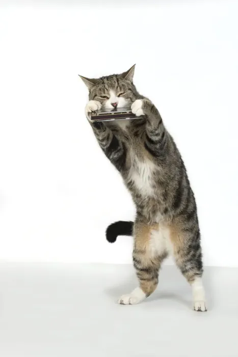 Framed Print : 13131513. CAT. Tabby and white cat standing playing a mouth organ Framed Print : 13131513. CAT. Tabby and white cat standing playing a mouth organ