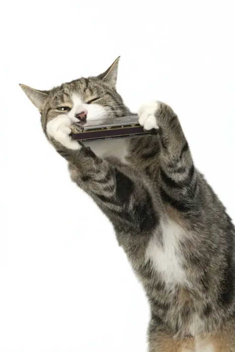 Framed Print : 13131514. CAT. Tabby and white cat playing a mouth organ, studio, white background Date Framed Print : 13131514. CAT. Tabby and white cat playing a mouth organ, studio, white background Date