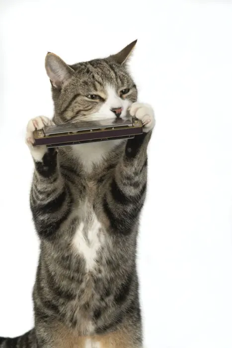 Framed Print : 13131515. CAT. Tabby and white cat playing a mouth organ, studio, white background Date Framed Print : 13131515. CAT. Tabby and white cat playing a mouth organ, studio, white background Date