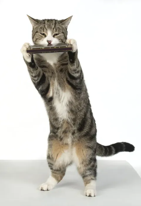 Framed Print : 13131517. CAT. Tabby and white cat standing playing a mouth organ Framed Print : 13131517. CAT. Tabby and white cat standing playing a mouth organ