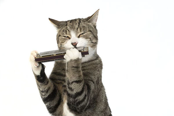 13131518. CAT. Tabby & white cat playing a mouth organ, studio, white background Date