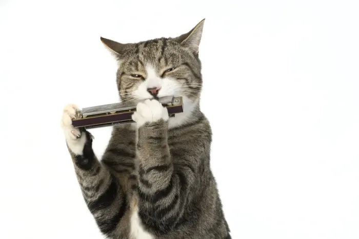 Framed Print : 13131518. CAT. Tabby and white cat playing a mouth organ, studio, white background Date Framed Print : 13131518. CAT. Tabby and white cat playing a mouth organ, studio, white background Date