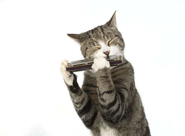 13131519. CAT. Tabby & white cat playing a mouth organ, studio, white background Date