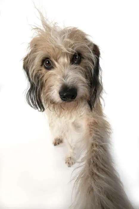 Framed Print : 13131521. DOG. Cross breed, hairy dog sitting with paw stretched out to camera, Framed Print : 13131521. DOG. Cross breed, hairy dog sitting with paw stretched out to camera,