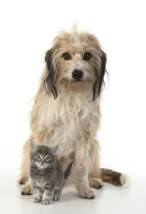 Framed Print : 13131522. DOG. Cross breed, hairy dog sitting with 7 week old kitten Framed Print : 13131522. DOG. Cross breed, hairy dog sitting with 7 week old kitten