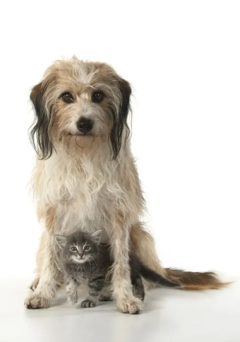 Framed Print : 13131524. DOG. Cross breed, hairy dog sitting with 7 week old kitten Framed Print : 13131524. DOG. Cross breed, hairy dog sitting with 7 week old kitten