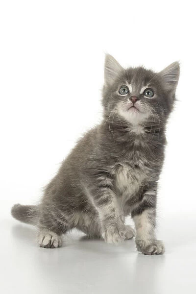 13131526. CAT. grey  /  silver tabby kitten, 7 weeks old, studio, white background Date