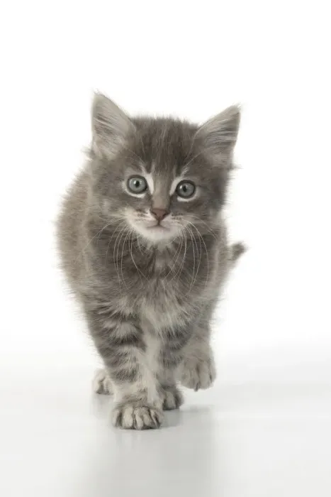 Framed Print : 13131527. CAT. grey / silver tabby kitten, 7 weeks old, studio, white background Date Framed Print : 13131527. CAT. grey / silver tabby kitten, 7 weeks old, studio, white background Date