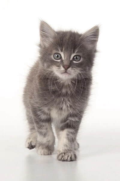 13131528. CAT. grey  /  silver tabby kitten, 7 weeks old, studio, white background Date