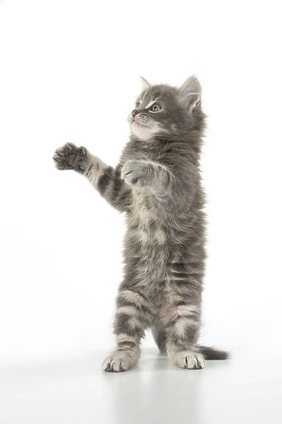 13131529. CAT. grey  /  silver tabby kitten, 7 weeks old, studio, white background Date