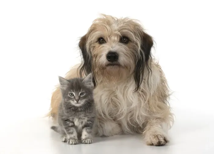 Framed Print : 13131531. DOG. Cross breed, hairy dog sitting with 7 week old kitten Framed Print : 13131531. DOG. Cross breed, hairy dog sitting with 7 week old kitten