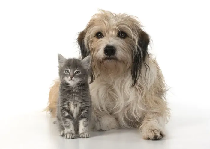 Framed Print : 13131532. DOG. Cross breed, hairy dog sitting with 7 week old kitten Framed Print : 13131532. DOG. Cross breed, hairy dog sitting with 7 week old kitten