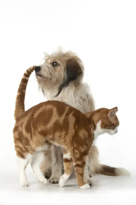 Framed Print : 13131533. CAT and DOG. Ginger and white cat rubbing against a hairy cross breed dog Framed Print : 13131533. CAT and DOG. Ginger and white cat rubbing against a hairy cross breed dog