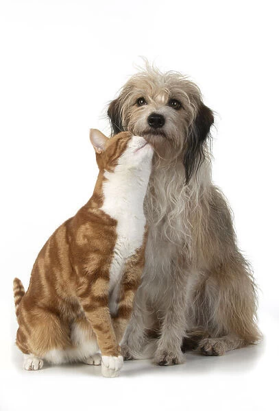 13131534. CAT & DOG. Ginger & white cat rubbing against a hairy cross breed dog