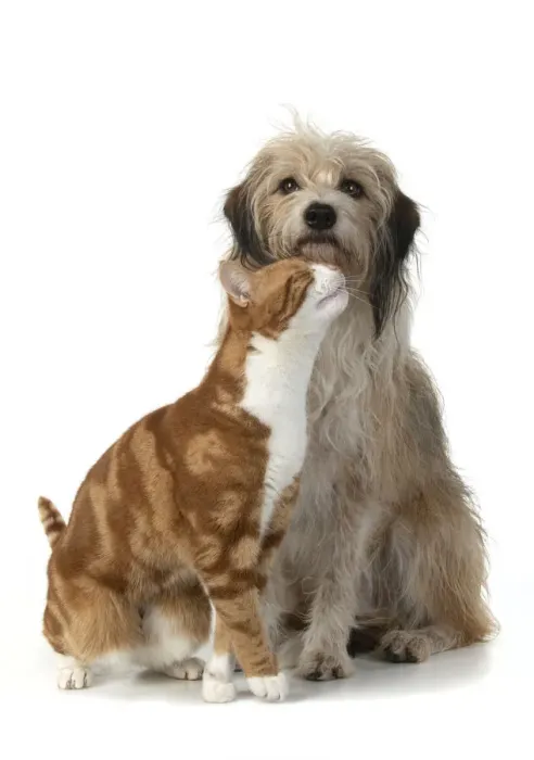 Framed Print : 13131535. CAT and DOG. Ginger and white cat rubbing against a hairy cross breed dog Framed Print : 13131535. CAT and DOG. Ginger and white cat rubbing against a hairy cross breed dog
