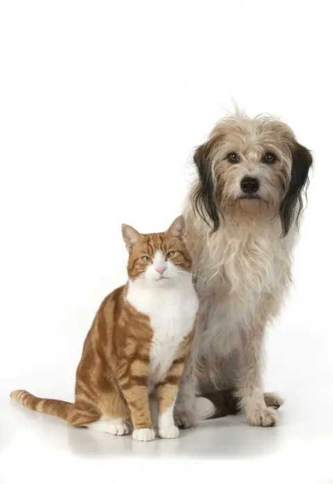Framed Print : 13131536. CAT and DOG. Ginger and white cat sitting with a hairy cross breed dog Framed Print : 13131536. CAT and DOG. Ginger and white cat sitting with a hairy cross breed dog