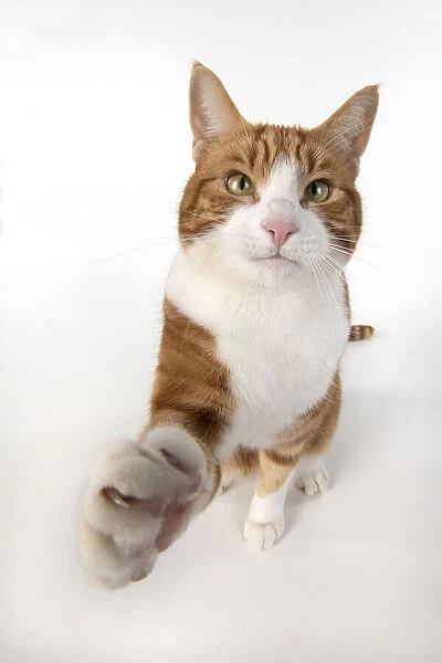 13131538. CAT. ginger and white cat sitting with paw stretched out to camera, 