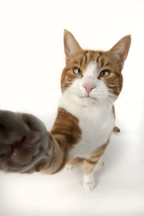 Framed Print : 13131540. CAT. ginger and white cat sitting with paw stretched out to camera, Framed Print : 13131540. CAT. ginger and white cat sitting with paw stretched out to camera,