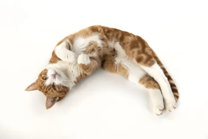 Framed Print : 13131541. CAT. ginger and white cat laying relaxed, studio, white background Date Framed Print : 13131541. CAT. ginger and white cat laying relaxed, studio, white background Date