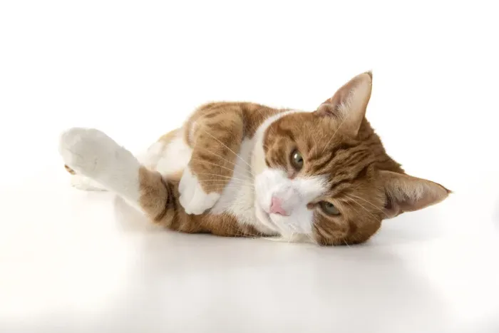 Framed Print : 13131542. CAT. ginger and white cat laying relaxed, studio, white background Date Framed Print : 13131542. CAT. ginger and white cat laying relaxed, studio, white background Date