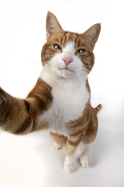 13131544. CAT. ginger and white cat sitting with paw stretched out to camera, 