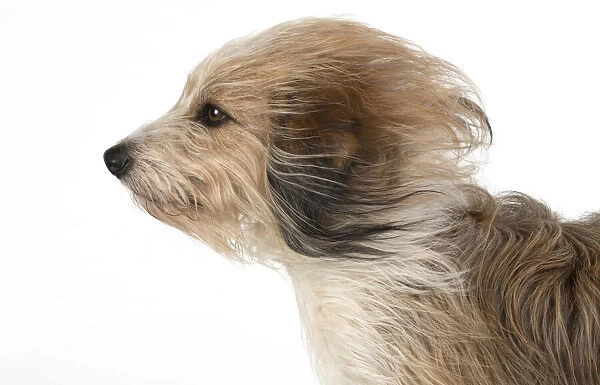 13131545. DOG. Cross breed dog with long fur blowing in the wind