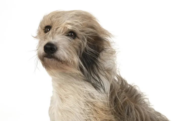 Framed Print : 13131546. DOG. Cross breed dog with long fur blowing in the wind Framed Print : 13131546. DOG. Cross breed dog with long fur blowing in the wind