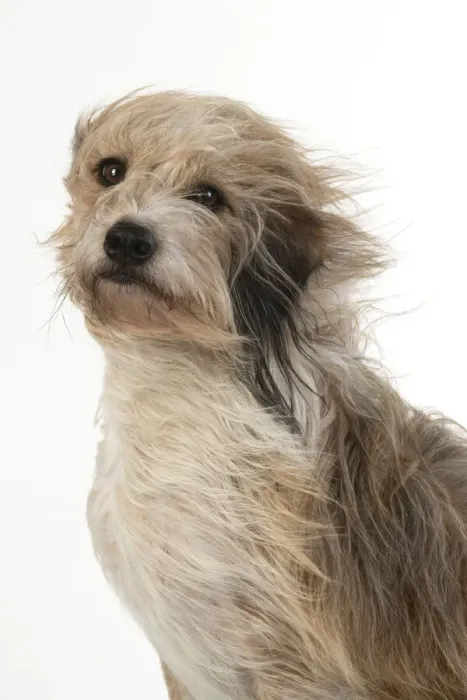 Framed Print : 13131547. DOG. Cross breed dog with long fur blowing in the wind Framed Print : 13131547. DOG. Cross breed dog with long fur blowing in the wind