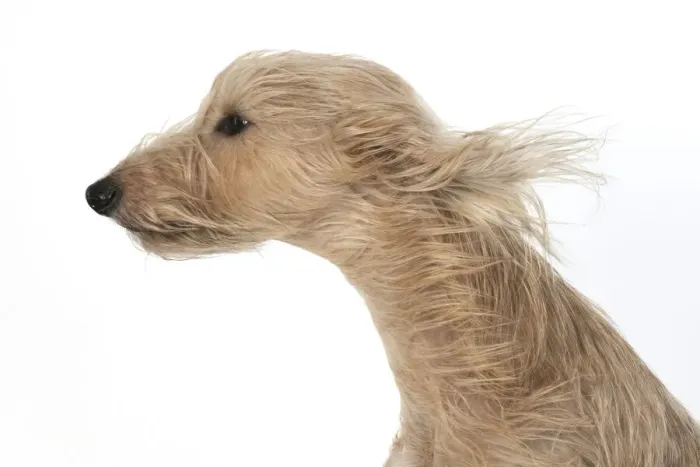 Framed Print : 13131548. DOG. Cross breed dog with long fur blowing in the wind Framed Print : 13131548. DOG. Cross breed dog with long fur blowing in the wind