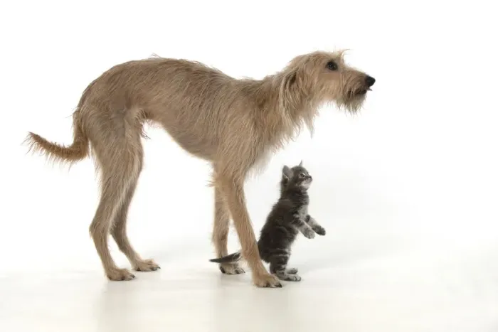Framed Print : 13131552. DOG. Cross breed dog with 7 week old kitten, studio, white background Date Framed Print : 13131552. DOG. Cross breed dog with 7 week old kitten, studio, white background Date