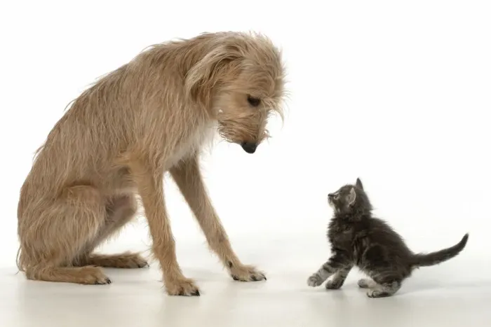 Framed Print : 13131553. DOG. Cross breed dog with 7 week old kitten, studio, white background Date Framed Print : 13131553. DOG. Cross breed dog with 7 week old kitten, studio, white background Date
